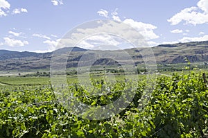 Okanagan Valley wine country 8