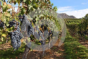 Okanagan Vineyard Ready for Harvest photo