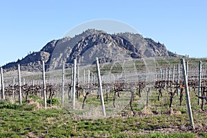 Okanagan Vineyard Spring View