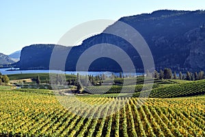 Okanagan Vineyard Winery British Columbia