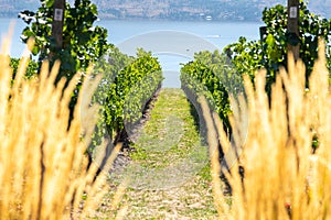 Okanagan wine country in Western Canada, British Columbia. Landscape