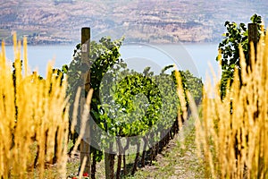 Okanagan wine country in Western Canada, British Columbia. Landscape