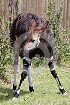 Okapi