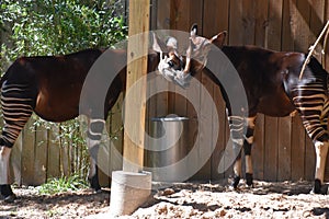 An Okapi