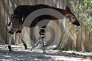 An Okapi