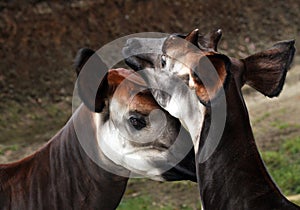 Okapi photo