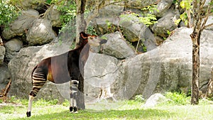 Okapi photo