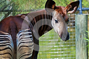 Okapi