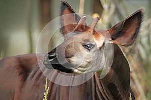 Okapi photo