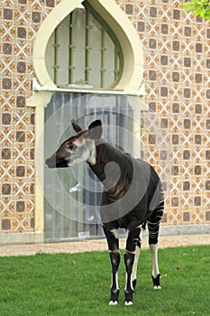 Okapi