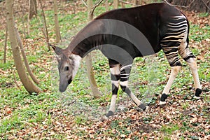 Okapi photo