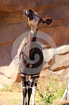 Okapi