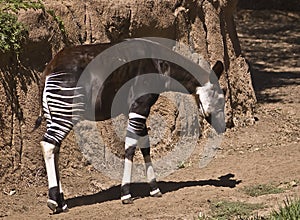 Okapi