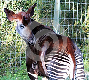 Okapi photo