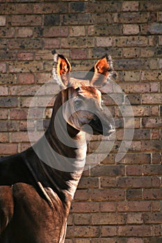 Okapi