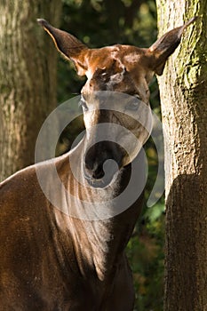 Okapi