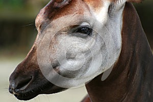 Okapi photo