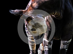 Okapi