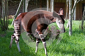 Okapi