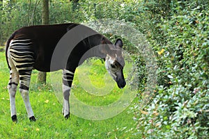 Okapi photo