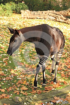 Okapi photo