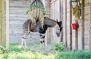 Okapi animal, part zebra part giraffe
