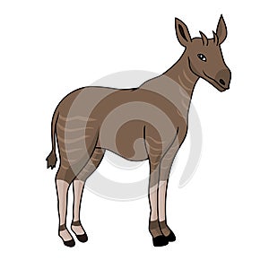 Okapi animal vector illustration.African animal illustration okapi