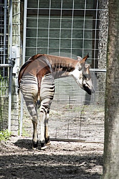 Okapi from Behind