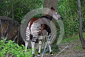 Okapi In the Bronx Zoo, New York