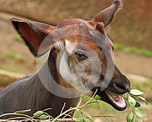 Okapi