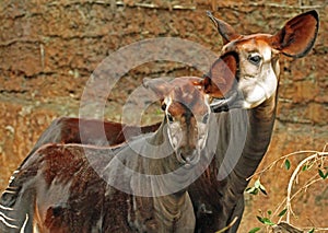 Okapi