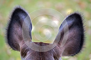 Okapi