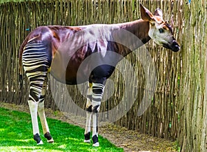 Okapi in closeup, Endangered animal specie, giraffe from Congo, Africa