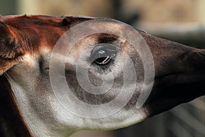 Okapi detail