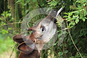 Okapi photo