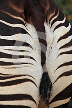 Okapi detail