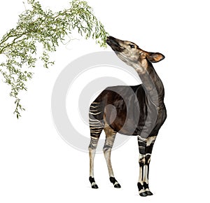 Okapi eating foliage from a branch, Okapia johnstoni