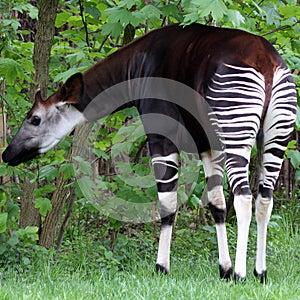 Okapi photo