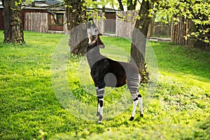 Okapi eats leafs from tree