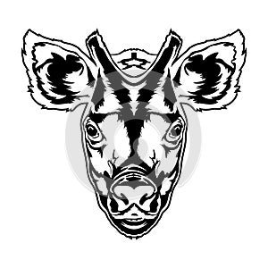 Okapi face vector illustration in hand drawn style