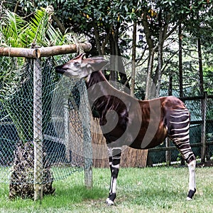 Okapi feeding, Lisbon zoo park