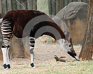 Okapi forest gerafe
