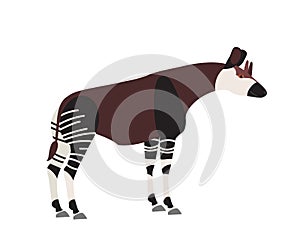 Okapi or forest giraffe isolated on white background. Cute wild herbivorous exotic African animal. Endangered species of photo