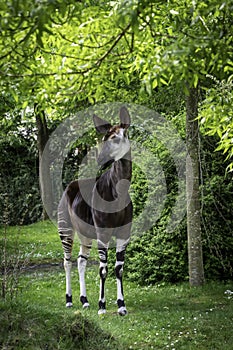 An okapi forest girrafe standing in the forest eating leaves