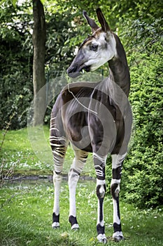 An okapi forest girrafe standing in the forest eating leaves