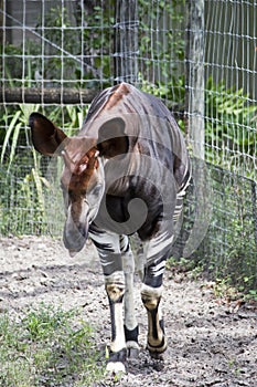 Okapi Frontal