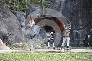 Okapi (Okapia johnstoni) on the grass near rock photo