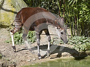 Okapi near pond