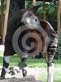 Okapi  Okapia johnstoni,