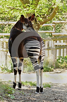 Okapi (Okapia johnstoni)